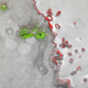A Golgi (an organelle found in most eukaryotic cells) is shown in green, and a cell membrane appears in red. (Image: Adams et al./Cell Chemical Biology 2016)